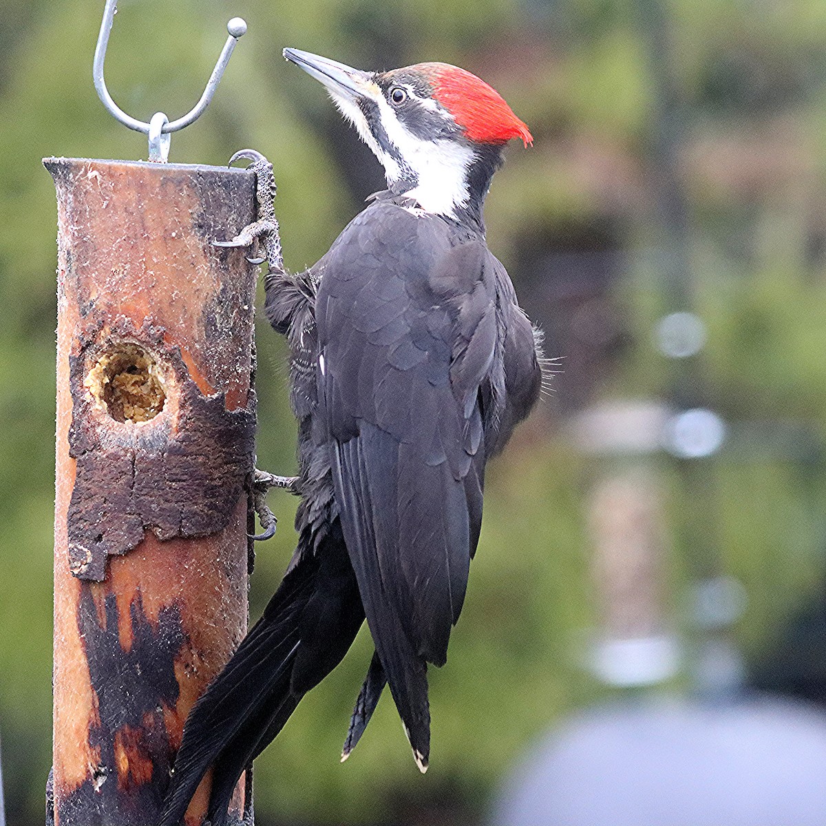 Pileated Woodpecker - ML618182619