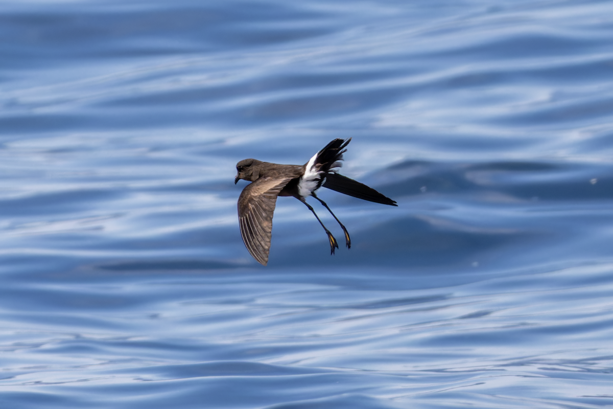 Wilson's Storm-Petrel (Wilson's) - Yi Wang