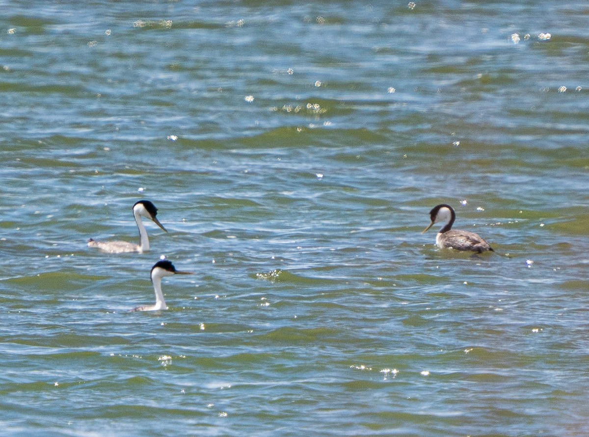 Western Grebe - ML618182648