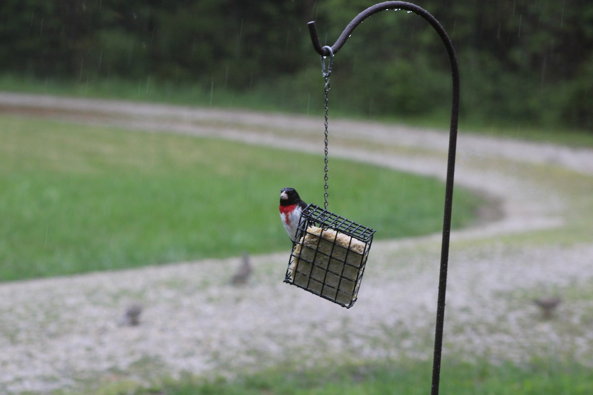 Rose-breasted Grosbeak - Jerry Decker