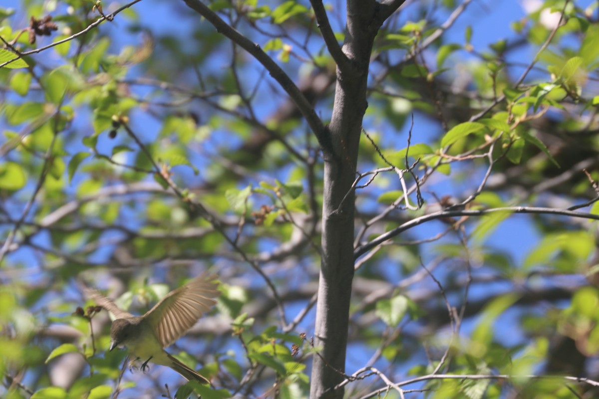 Dusky-capped Flycatcher - Dave Cleary