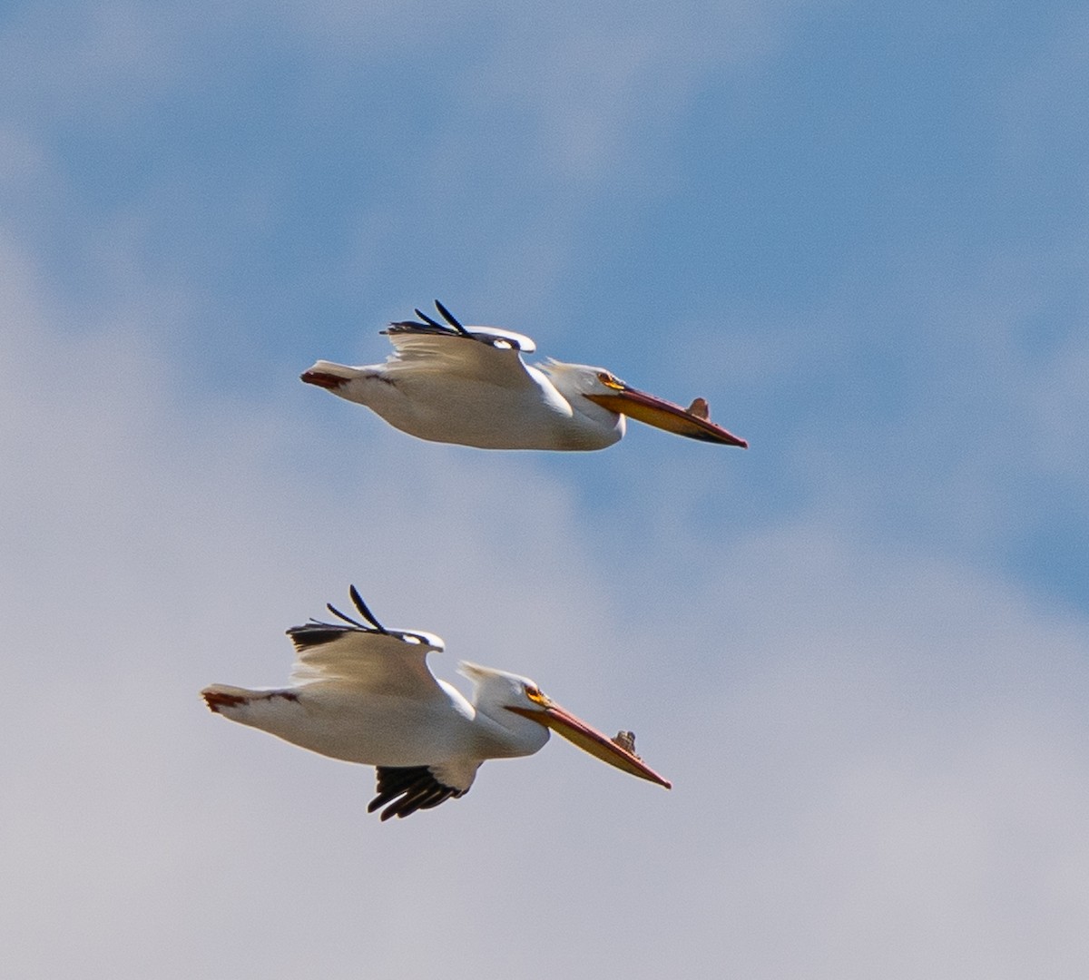 American White Pelican - ML618182665