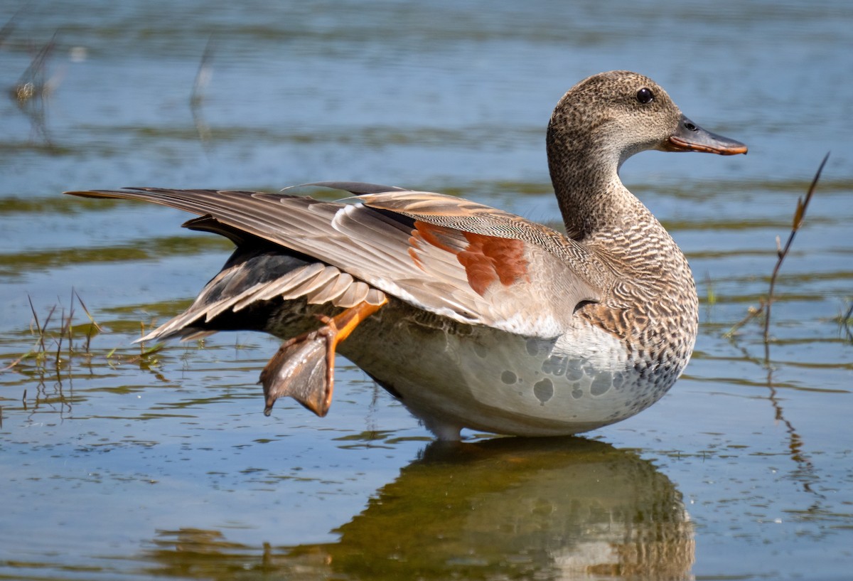 Gadwall - ML618182682