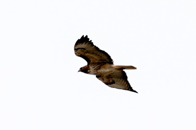 Red-tailed Hawk - Matt Blaze