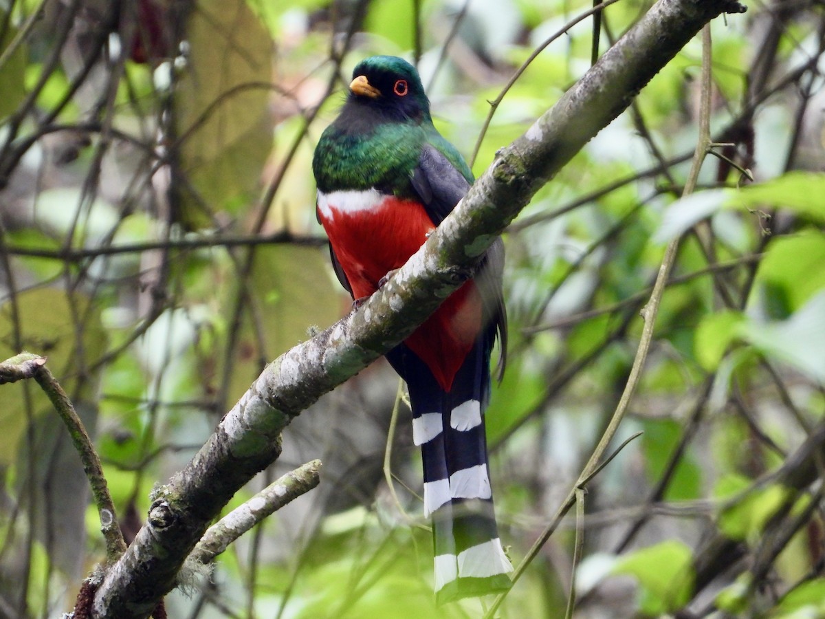 Mountain Trogon - ML618182762