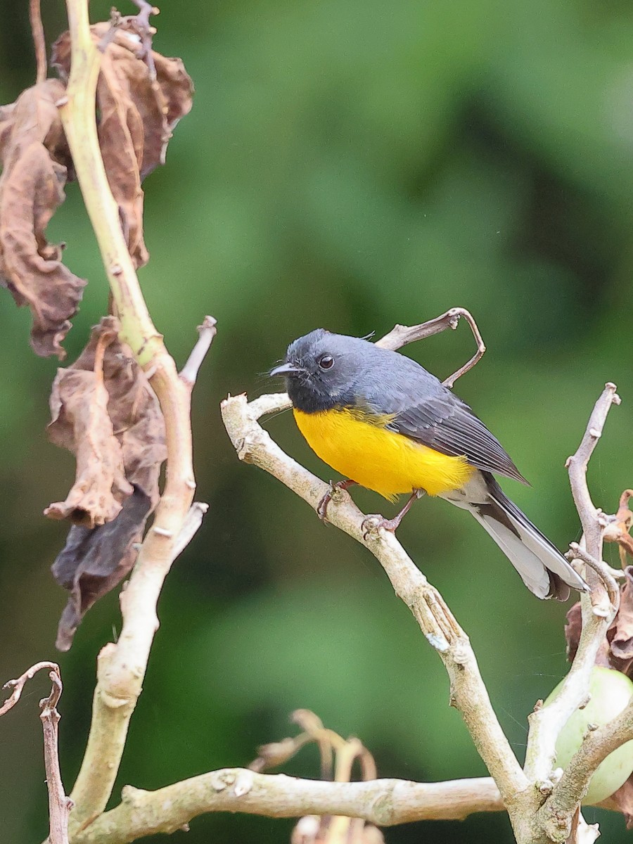 Slate-throated Redstart - Jennifer Zelik