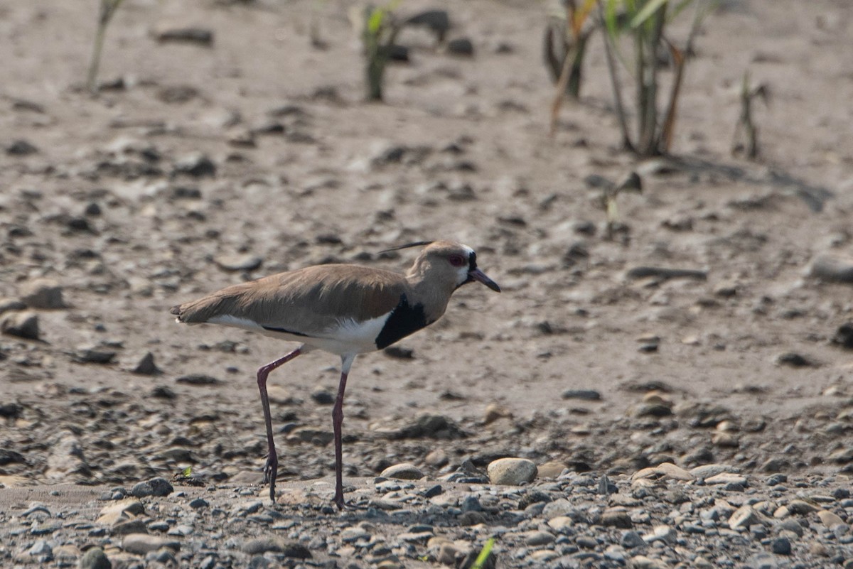 Southern Lapwing - Andrea Heine