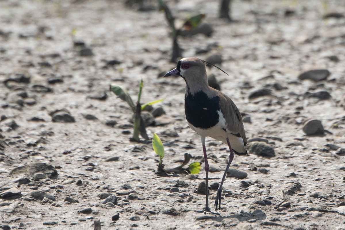 Southern Lapwing - ML618182775