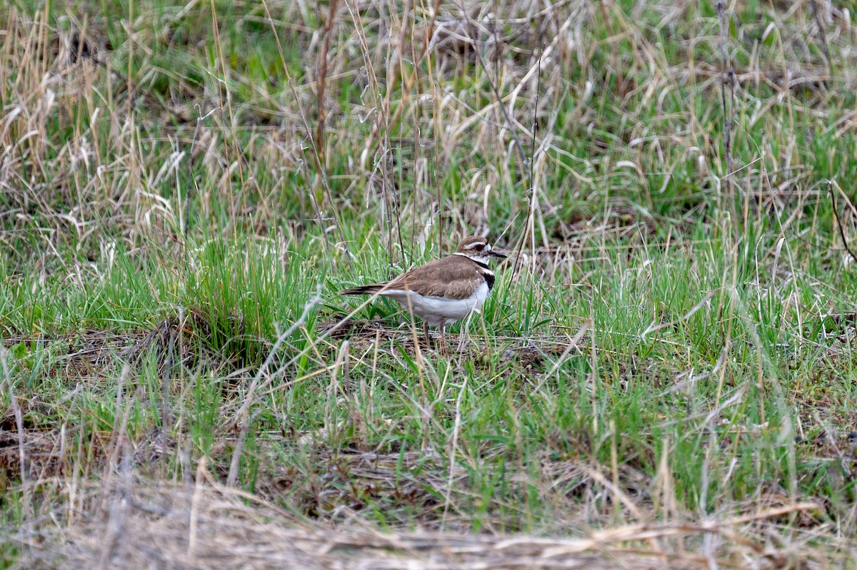 Killdeer - Matt Blaze