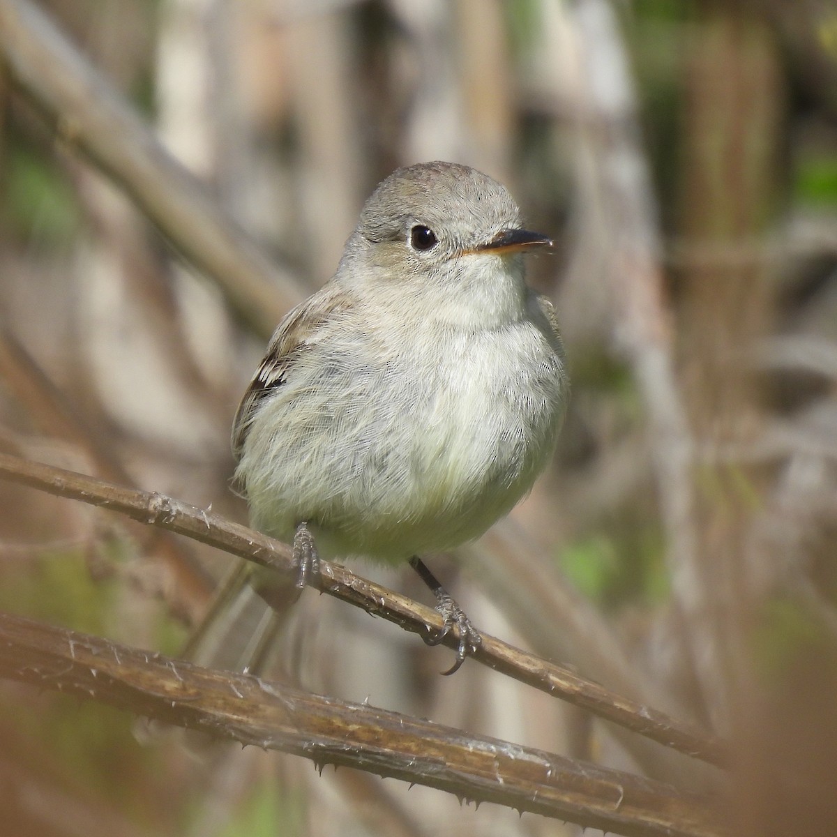 Gray Flycatcher - Susan Kirkbride