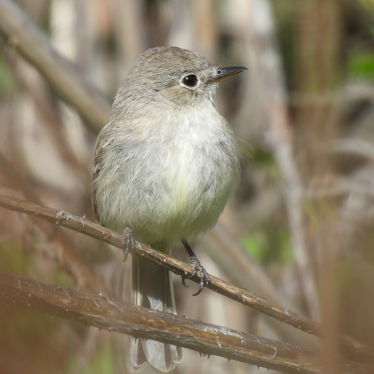 Gray Flycatcher - Susan Kirkbride