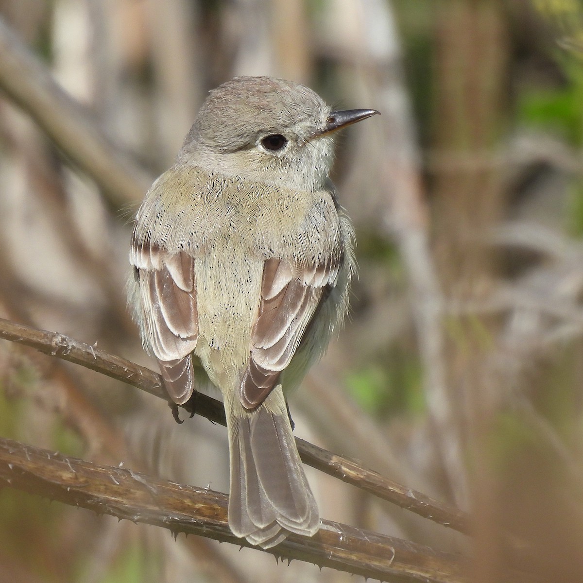 Gray Flycatcher - ML618182794