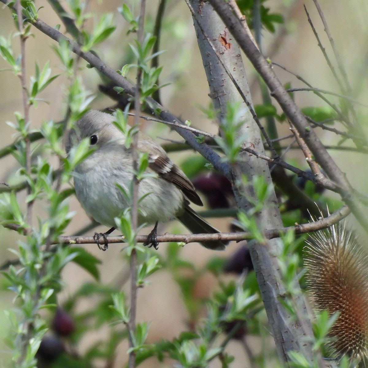 Gray Flycatcher - Susan Kirkbride