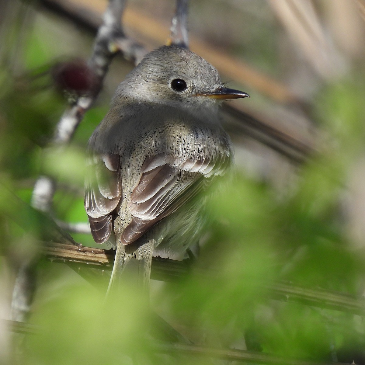 Gray Flycatcher - Susan Kirkbride