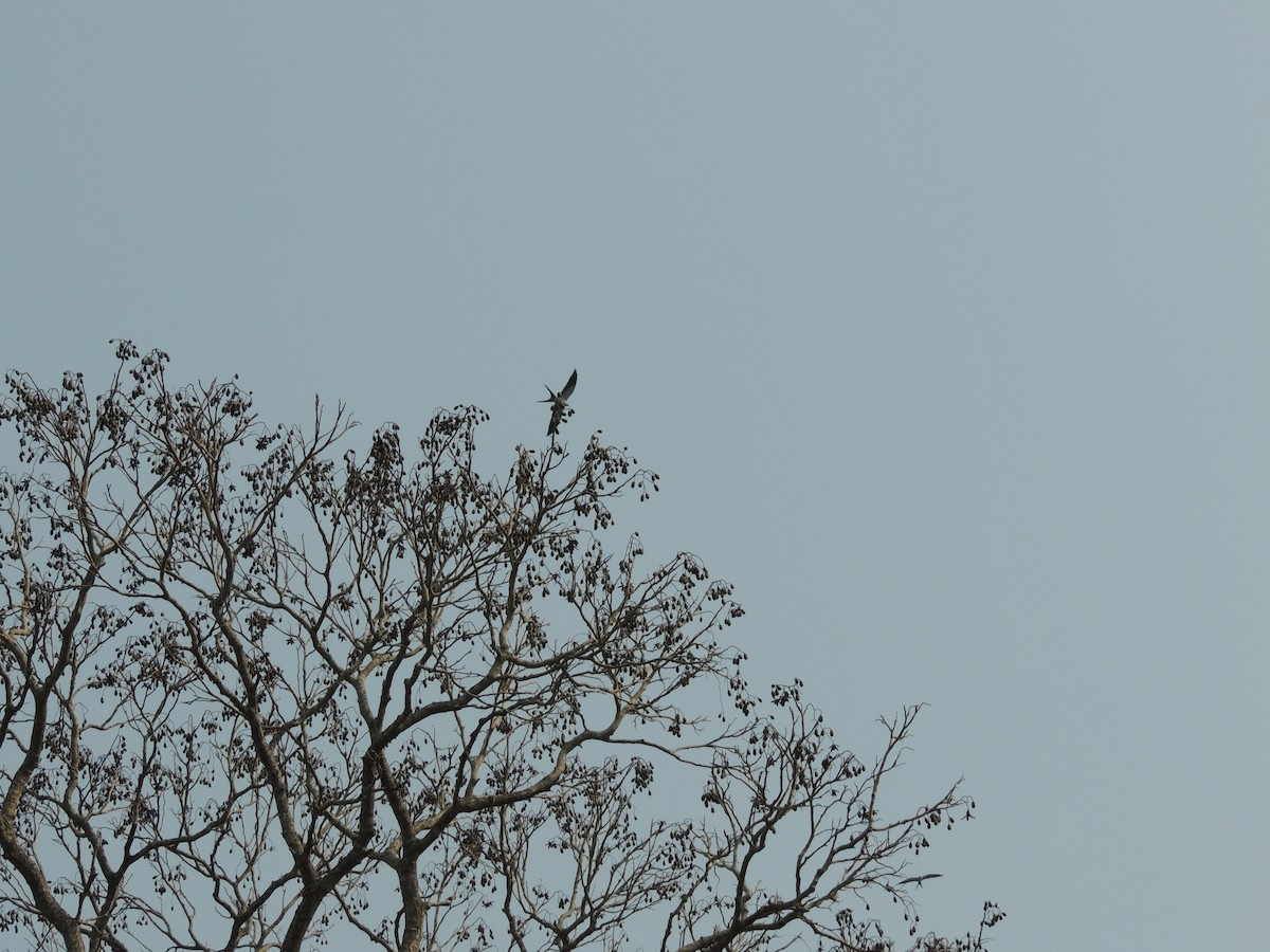 Swallow-tailed Kite - Carolina Dávila