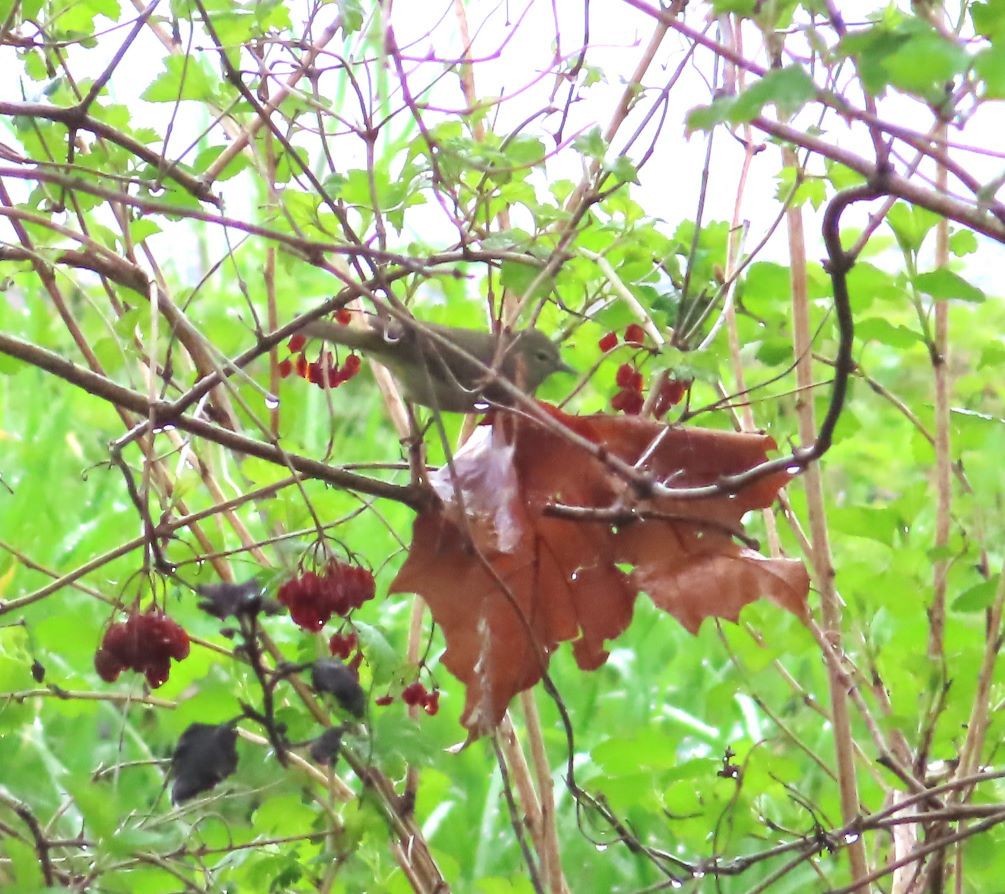 new world warbler sp. - Michael Stoner