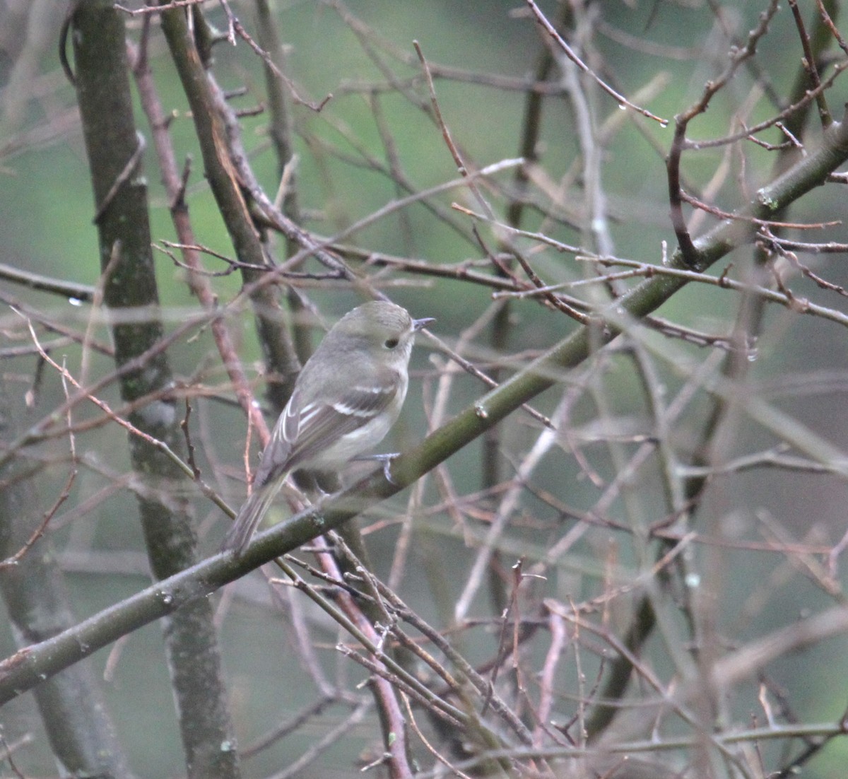 Hutton's Vireo - Steve Glover