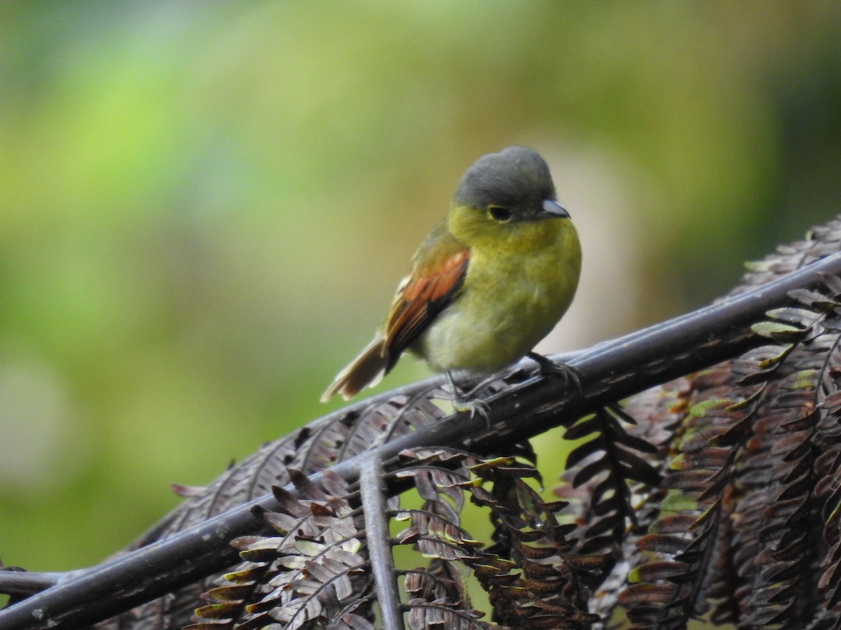 Barred Becard - Justin Harris