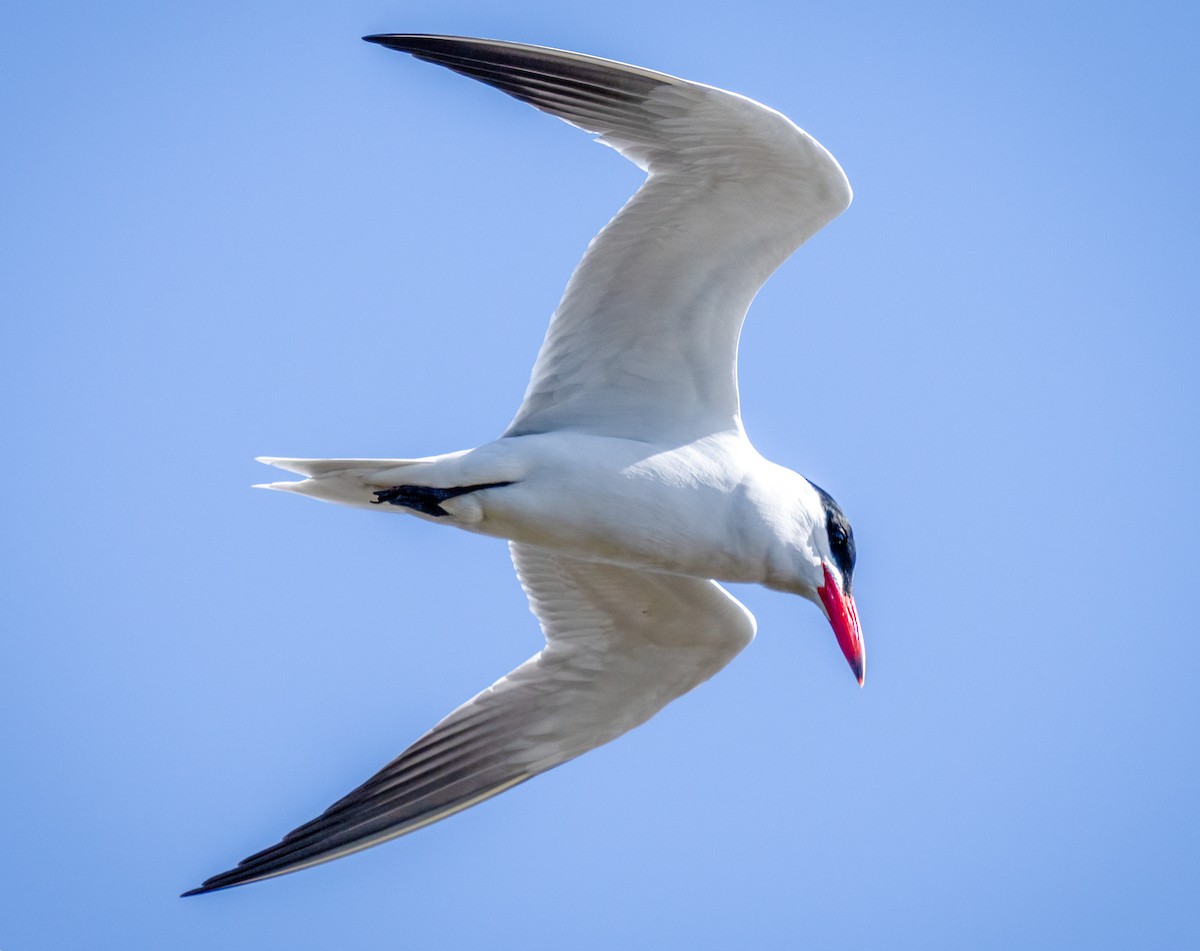 Caspian Tern - S Lambert