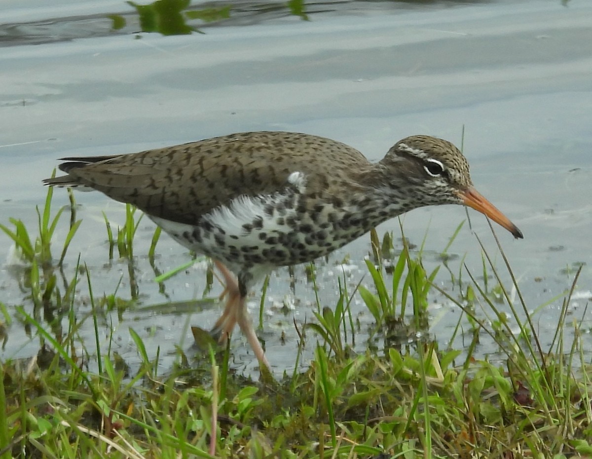 Spotted Sandpiper - Carol Baird Molander