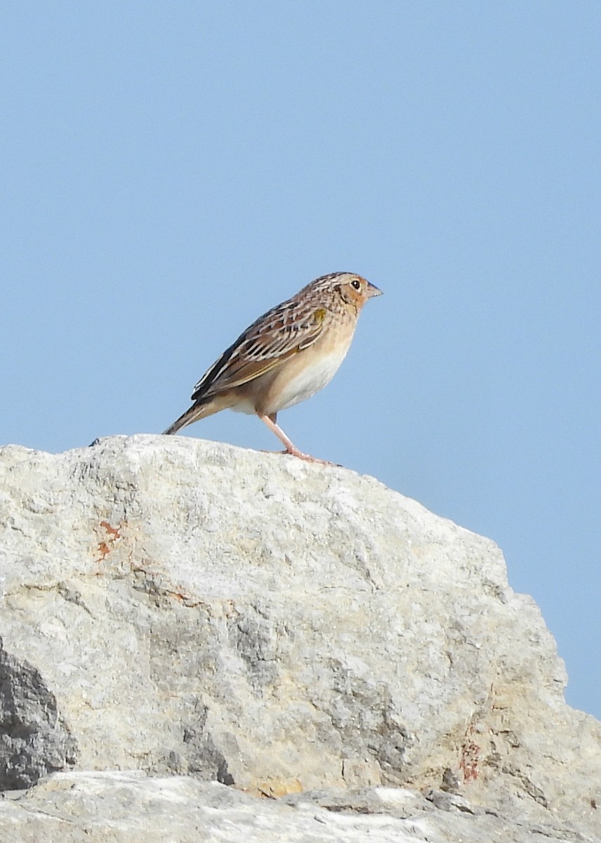 Grasshopper Sparrow - ML618182862