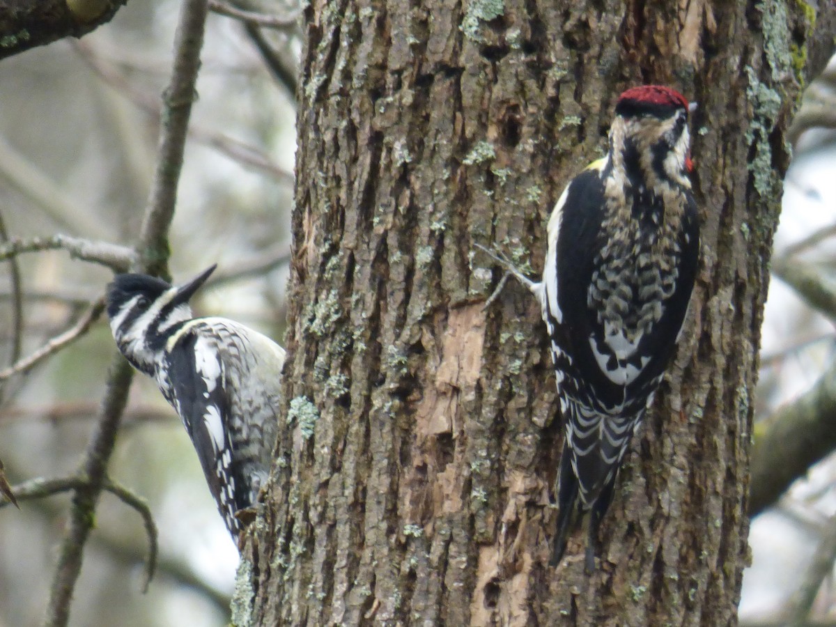 Yellow-bellied Sapsucker - C Douglas