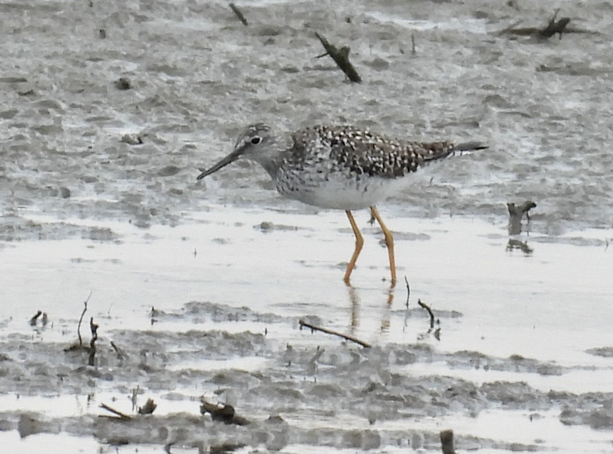 Lesser Yellowlegs - ML618182936