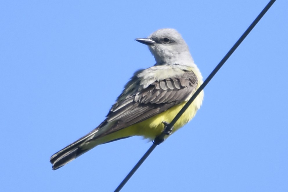 Western Kingbird - jeff  allen