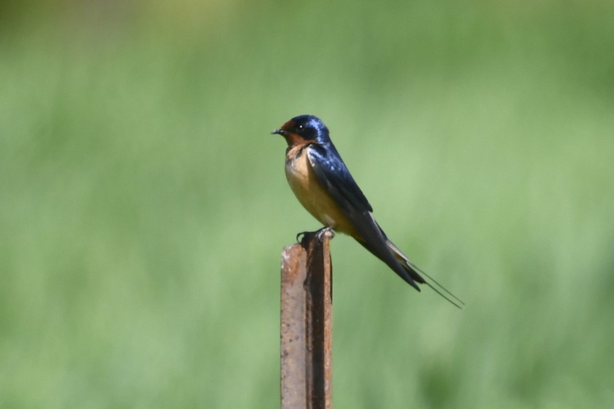 Barn Swallow - jeff  allen