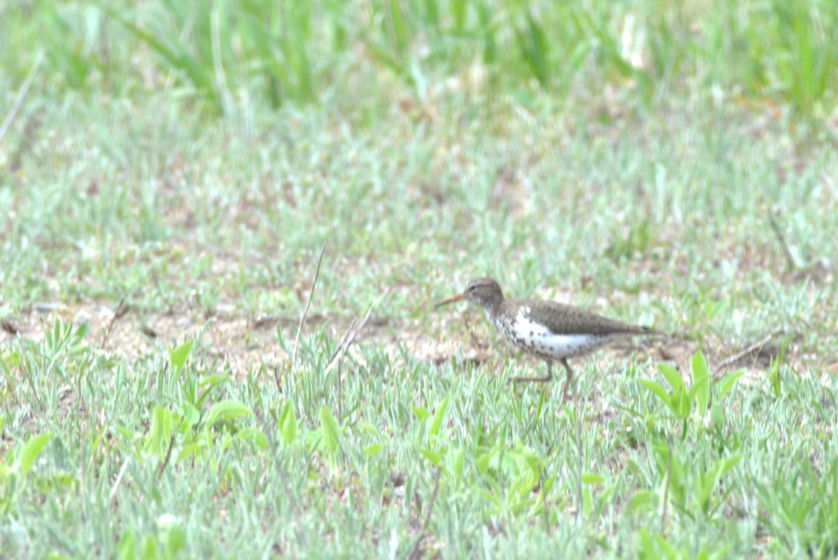 Spotted Sandpiper - Robert Kitchen