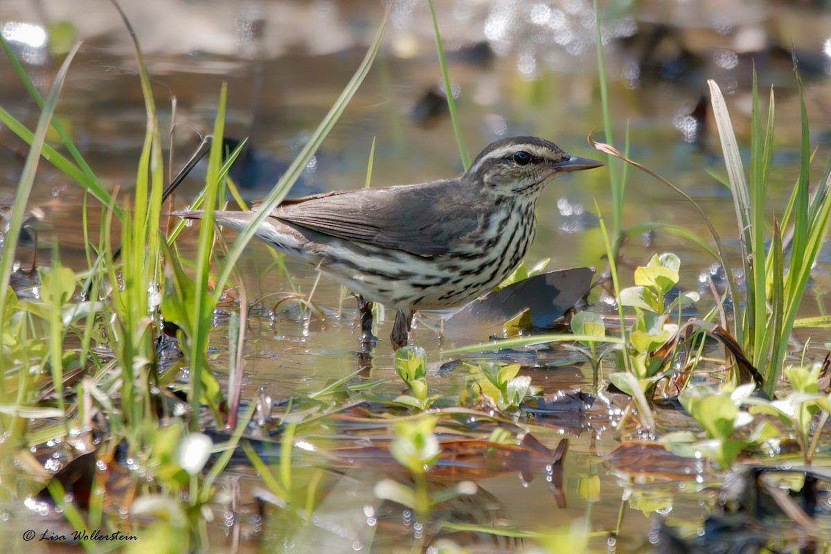 Northern Waterthrush - ML618183007