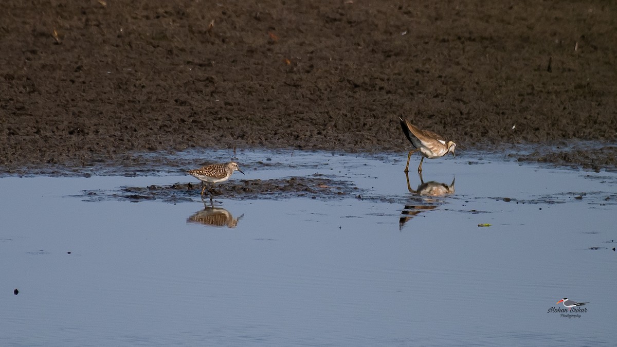 Pheasant-tailed Jacana - ML618183022