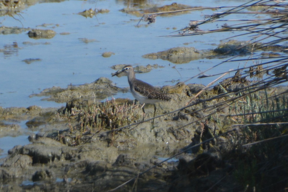 Wood Sandpiper - Kurt Gaskill