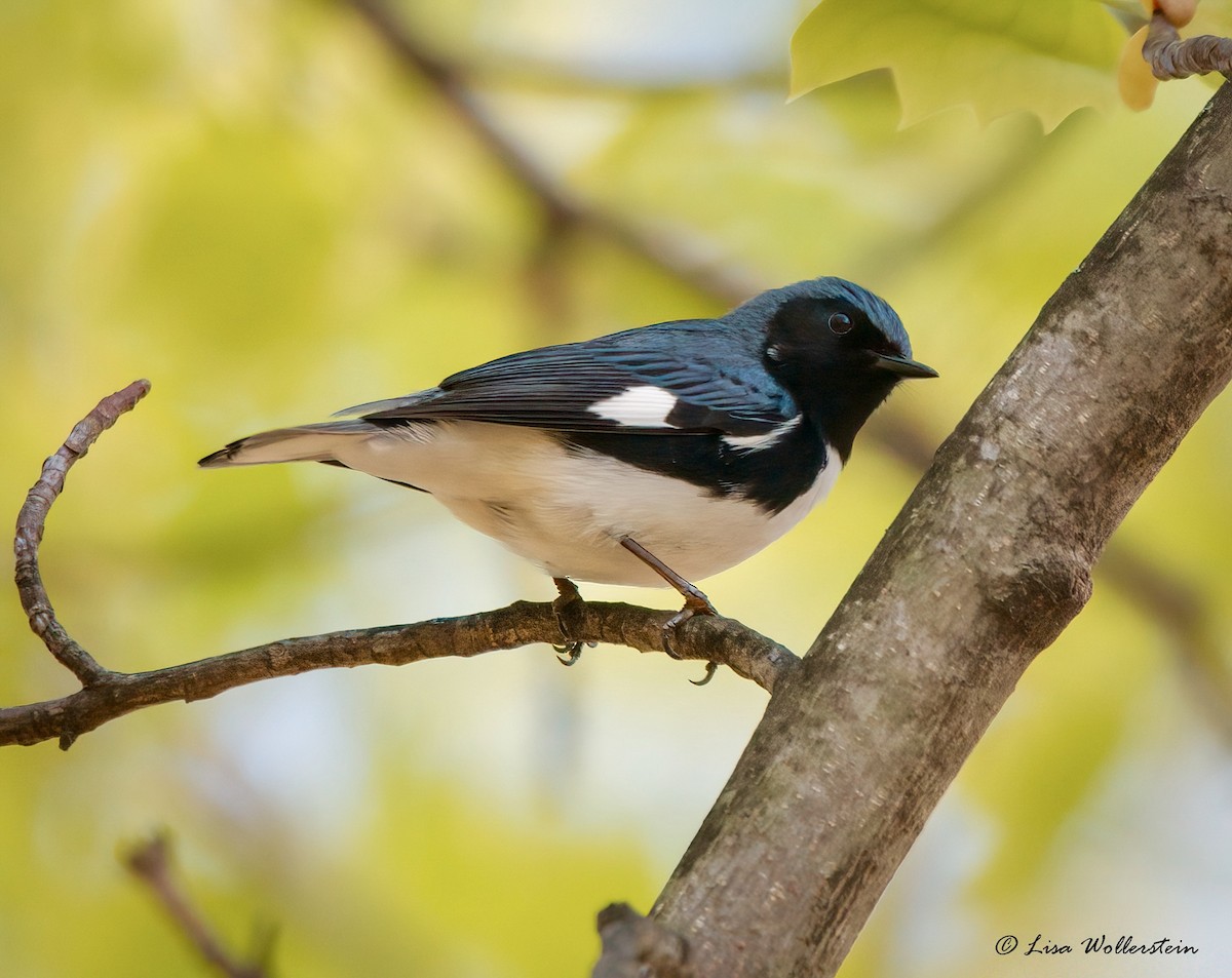 Paruline bleue - ML618183041