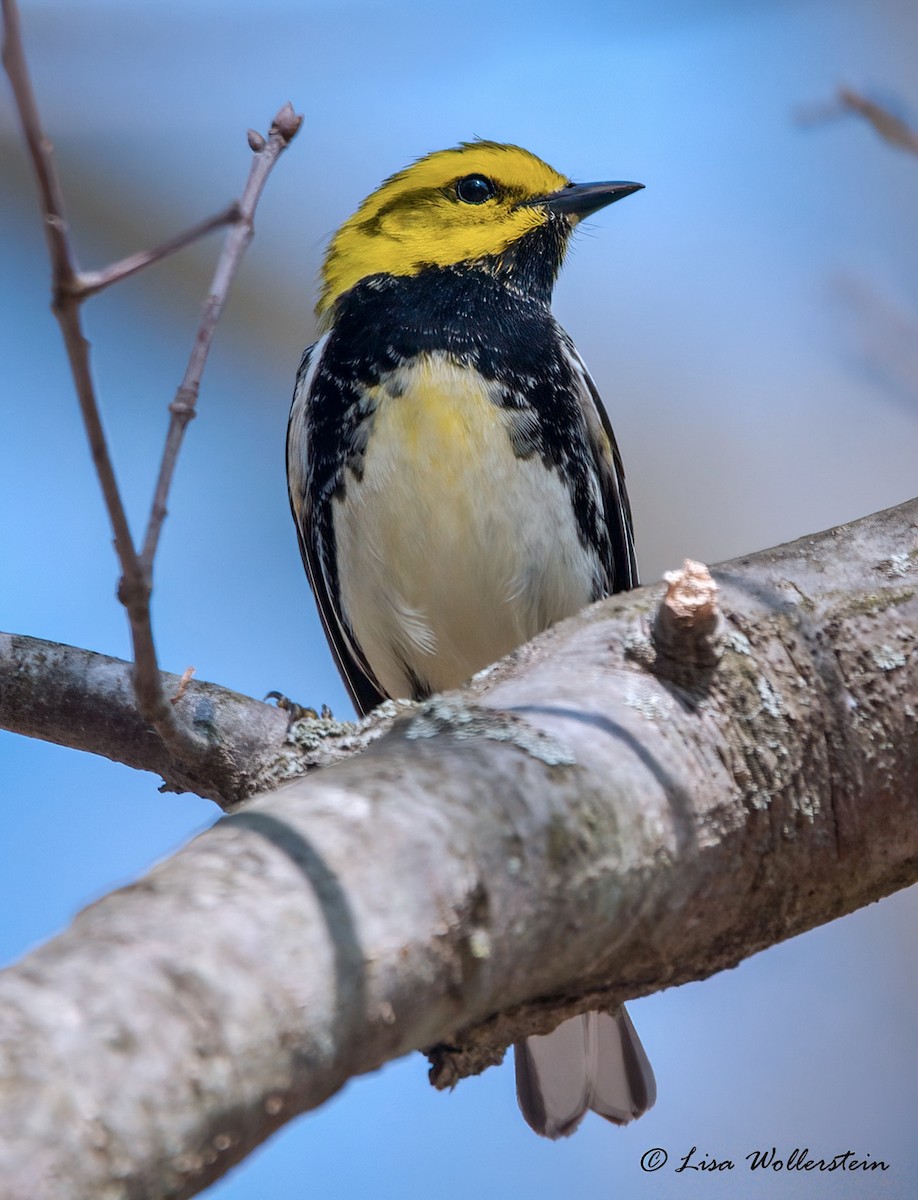 Black-throated Green Warbler - ML618183068