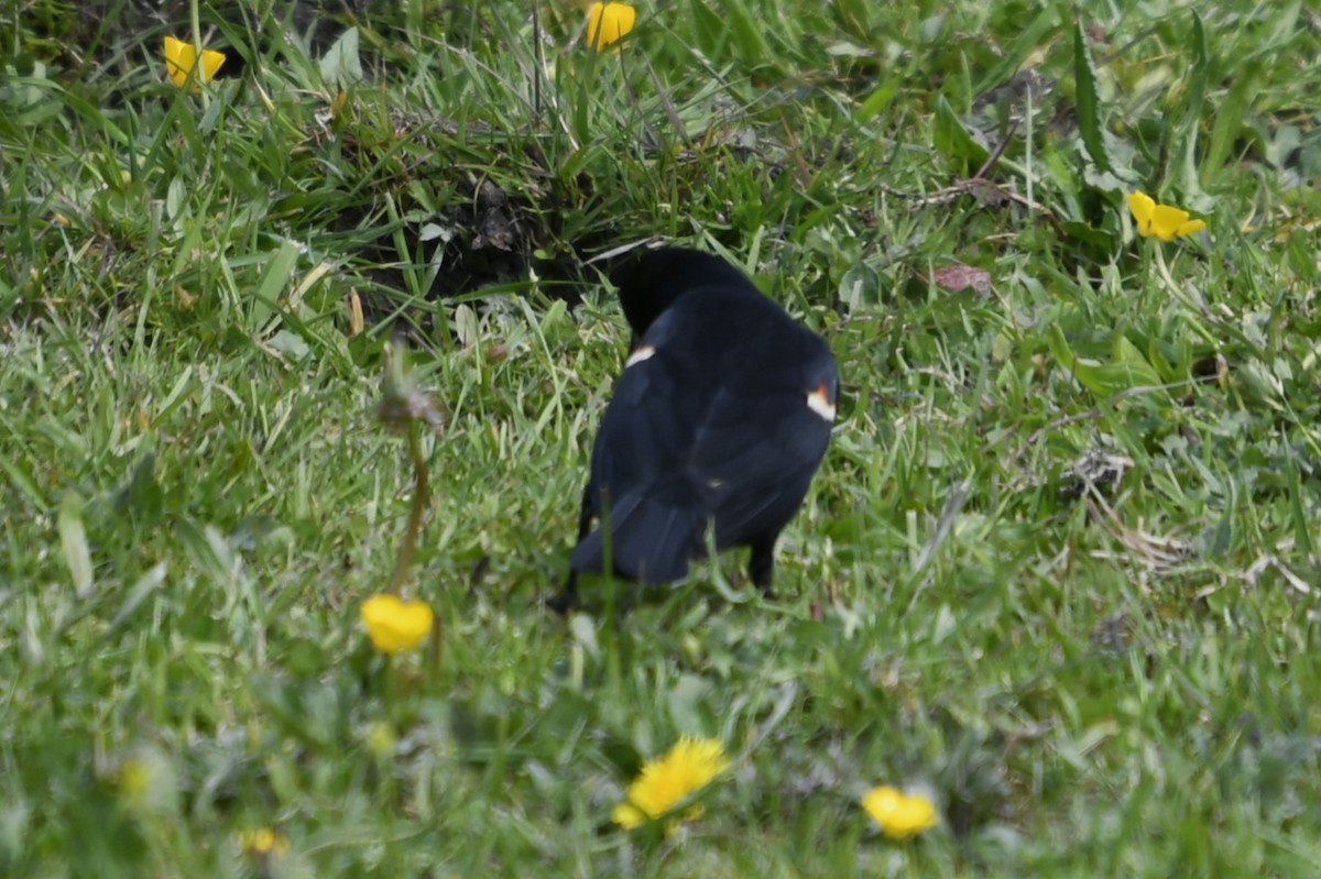 blackbird sp. - jeff  allen