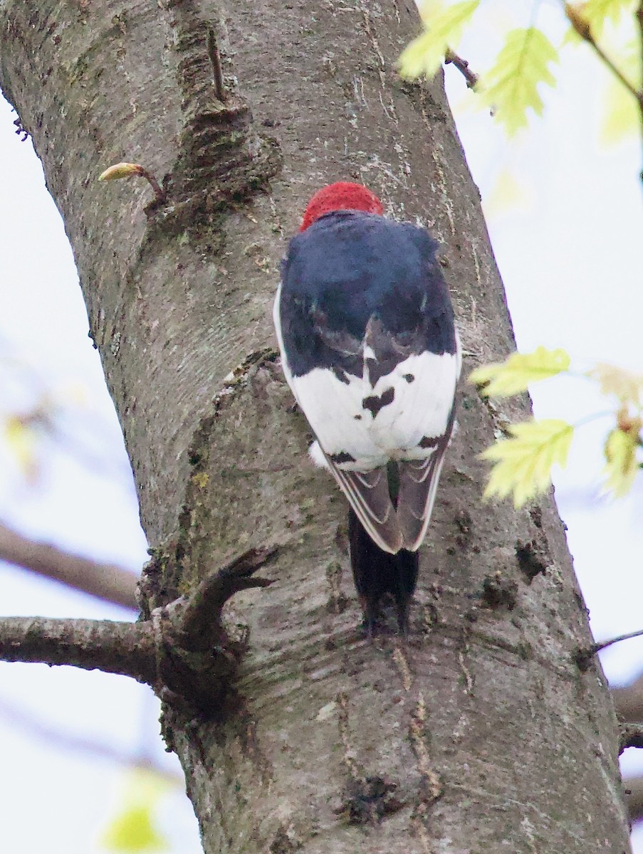 Red-headed Woodpecker - ML618183105