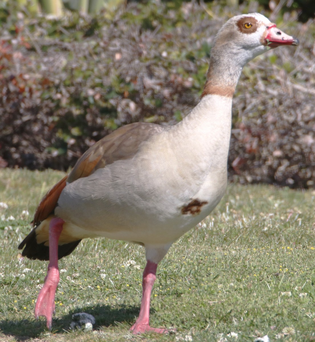 Egyptian Goose - Barry Spolter