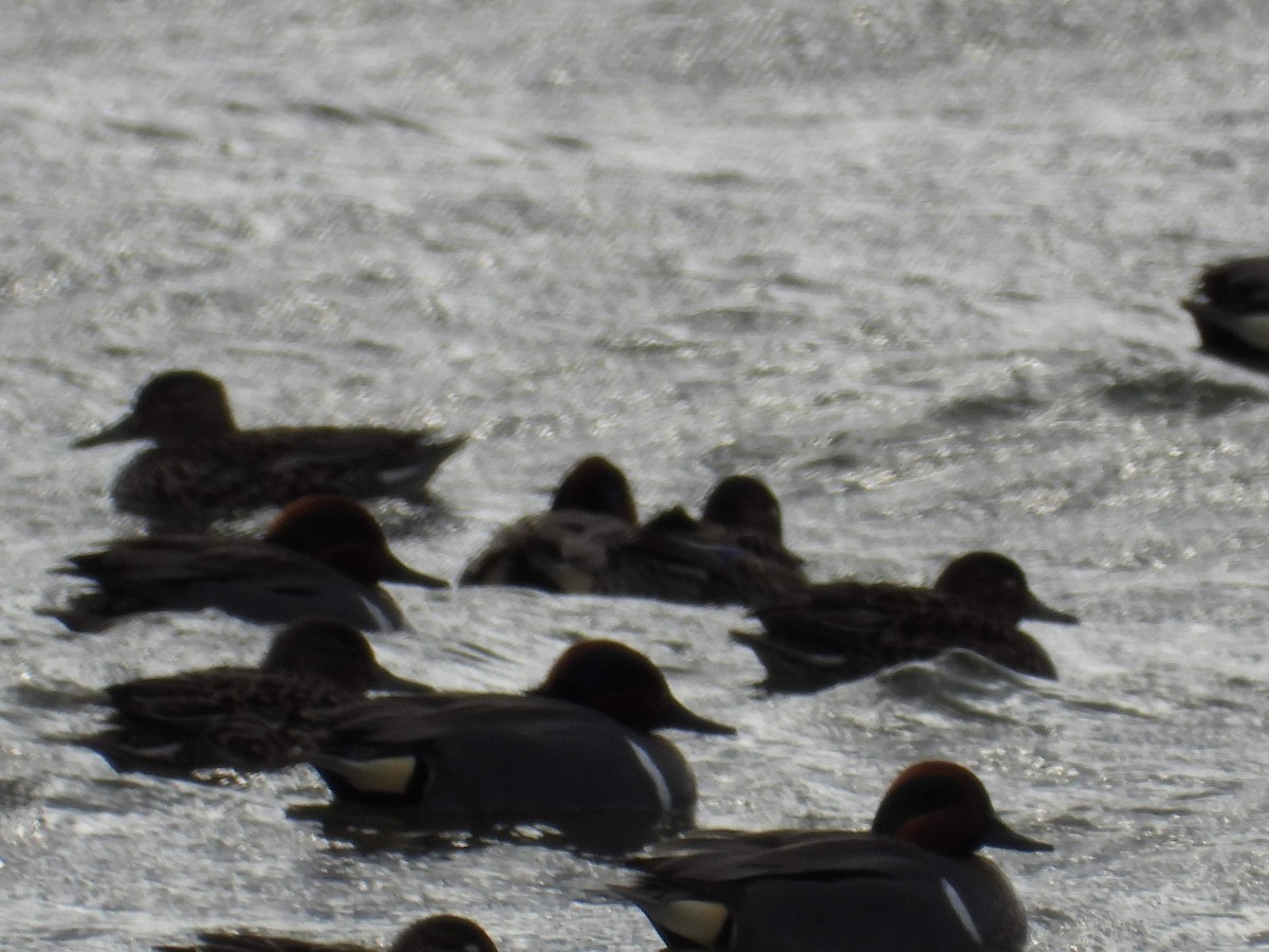 Green-winged Teal - ML618183121