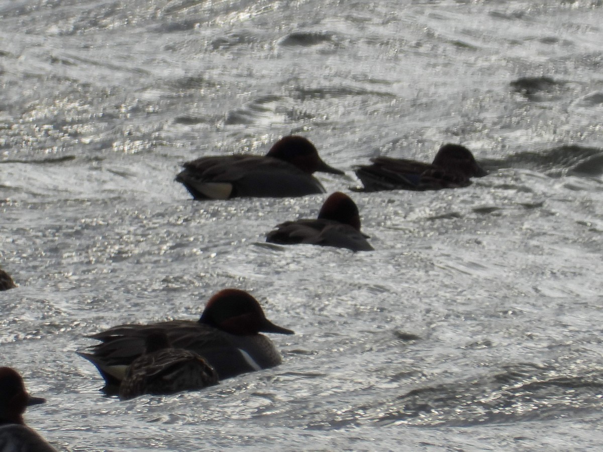 Green-winged Teal - ML618183122