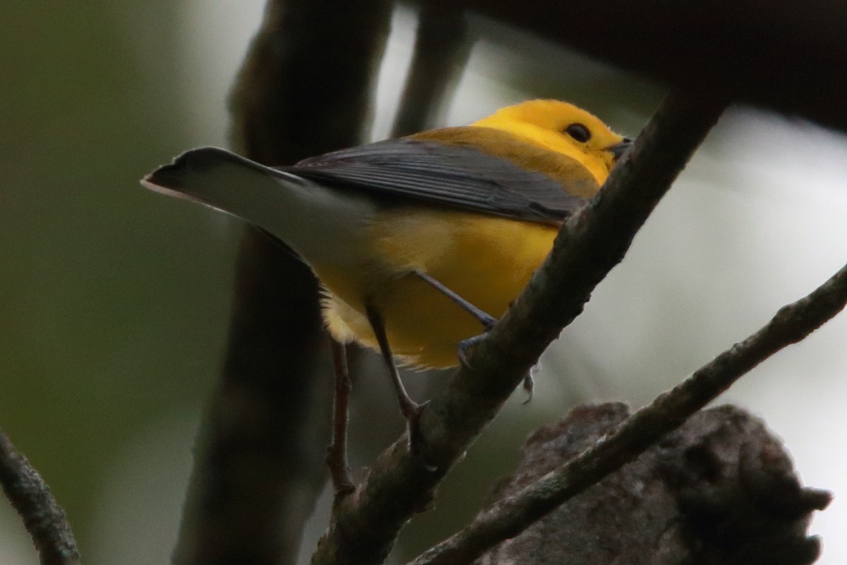 Prothonotary Warbler - ML618183135