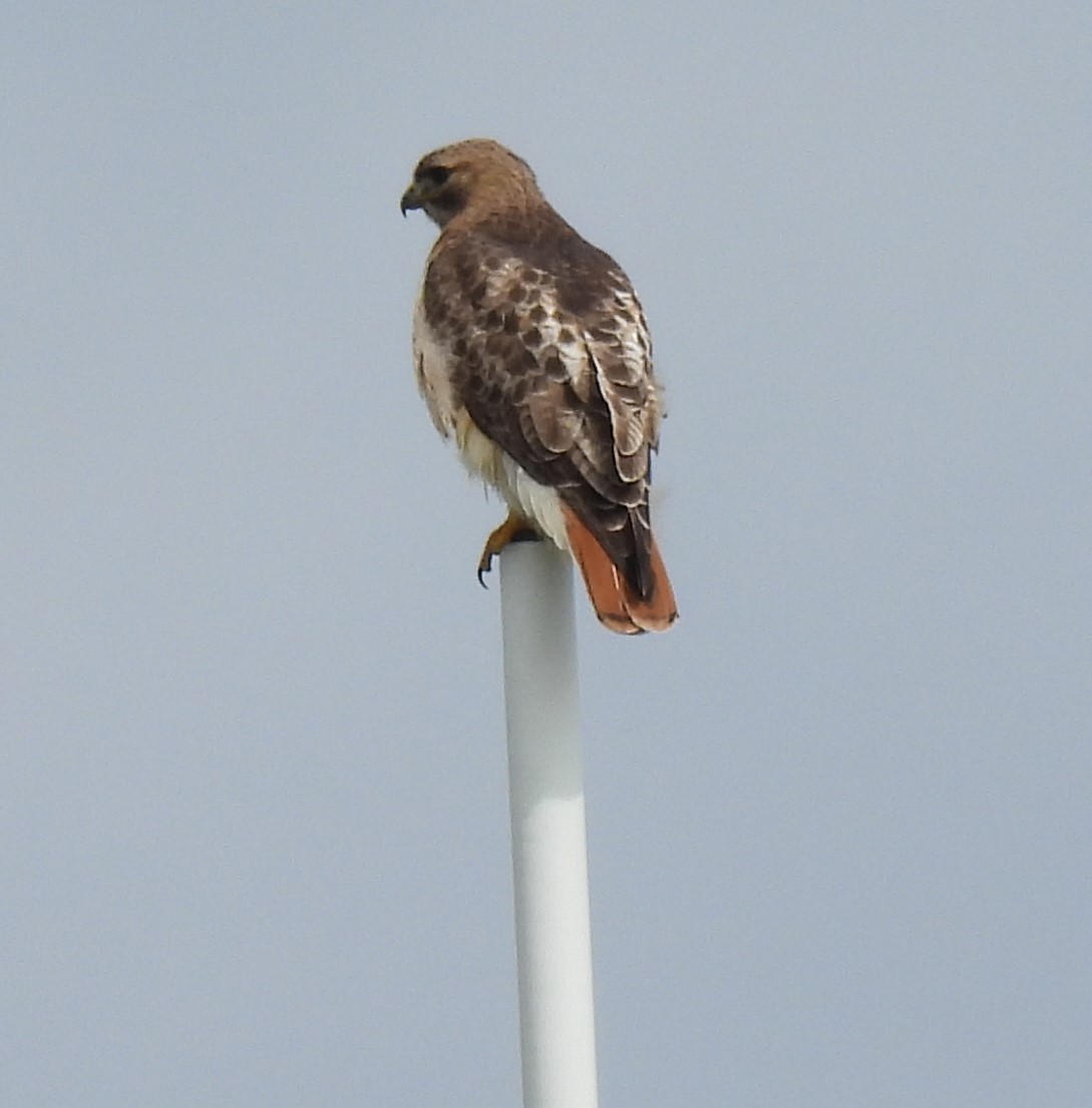 Red-tailed Hawk - ML618183137