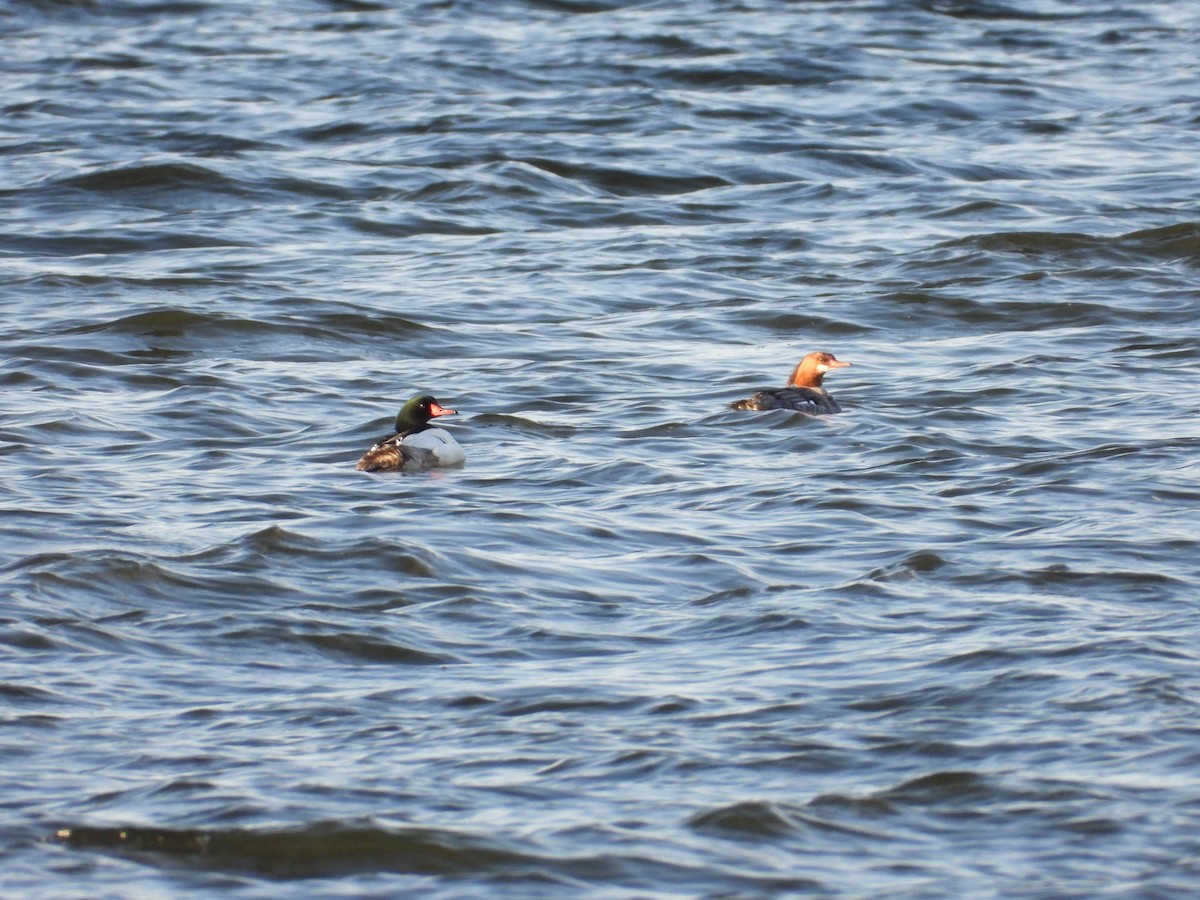 Common Merganser - ML618183154