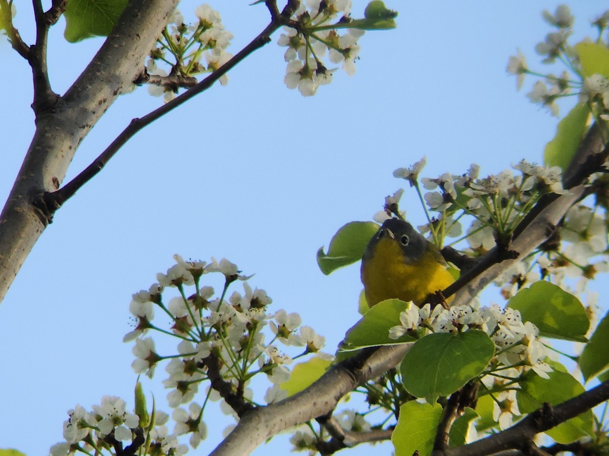 Nashville Warbler - ML618183167