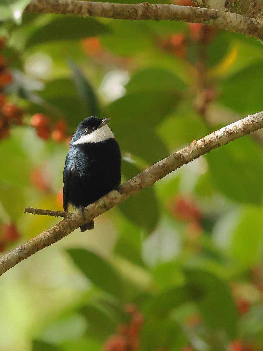 White-ruffed Manakin - Jennifer Zelik