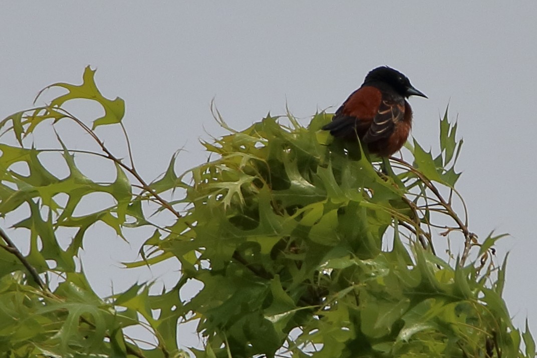 Orchard Oriole - ML618183200