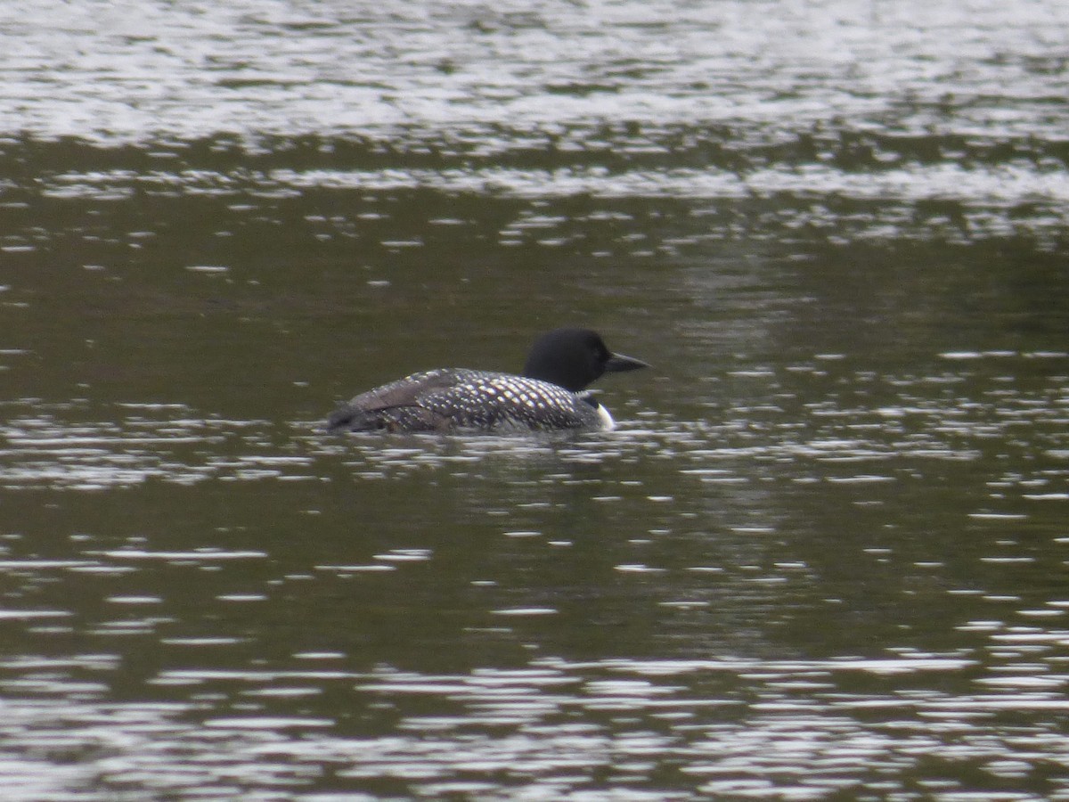 Common Loon - ML618183202