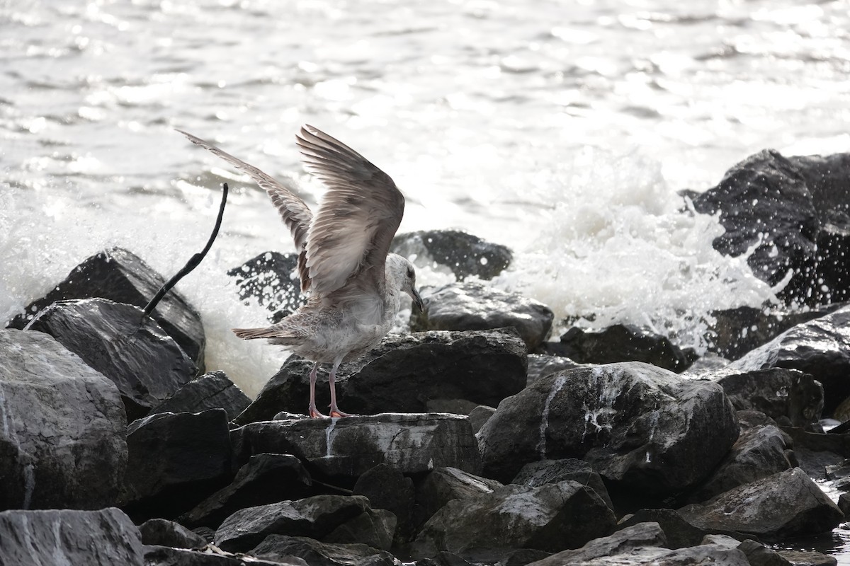 Herring Gull - Gail Glasgow