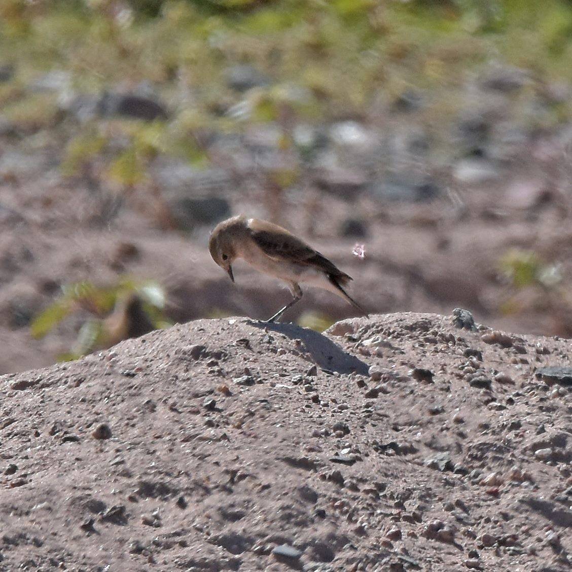 Spot-billed Ground-Tyrant - Carlos De Biagi