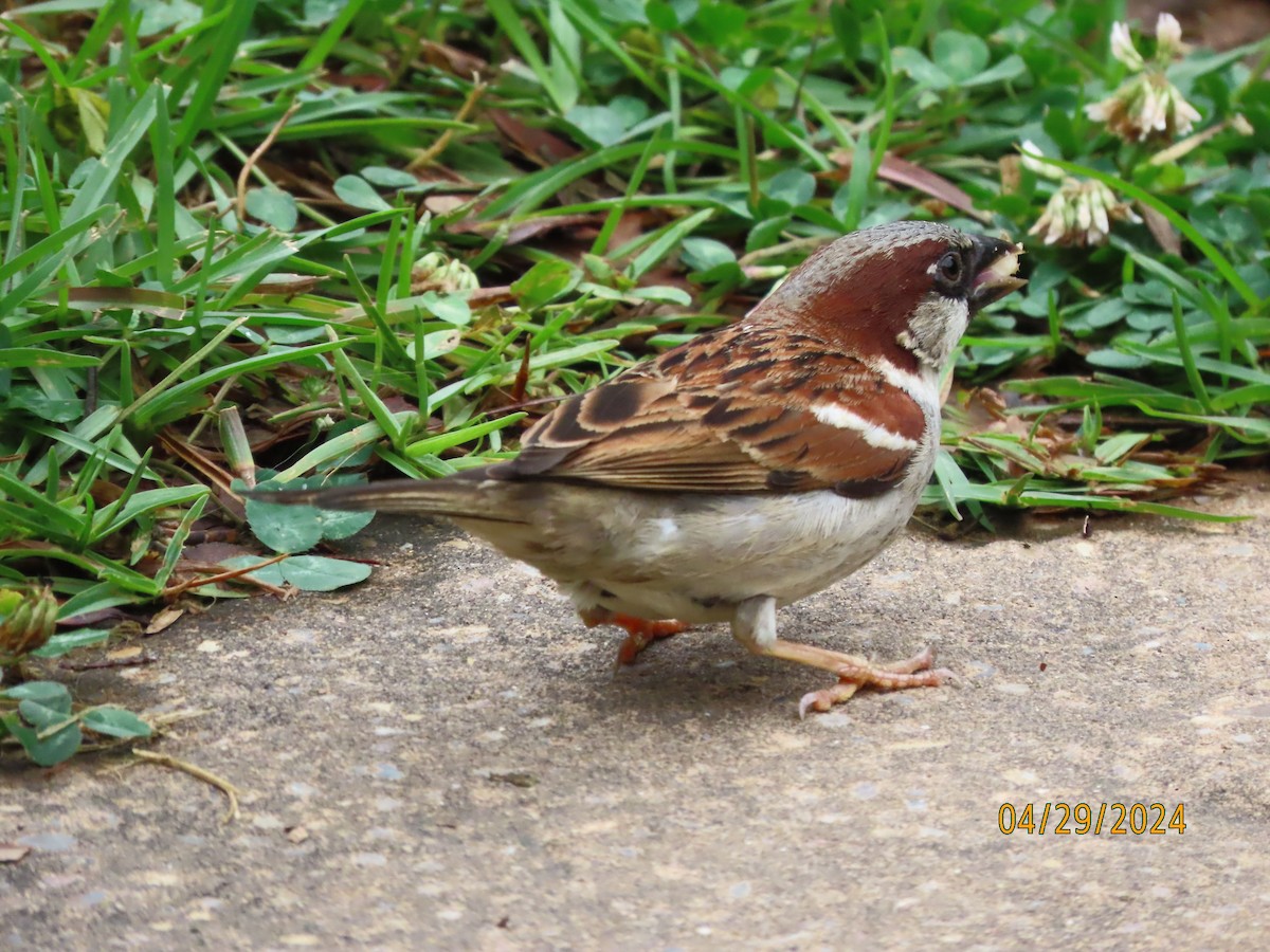 House Sparrow - Susan Leake